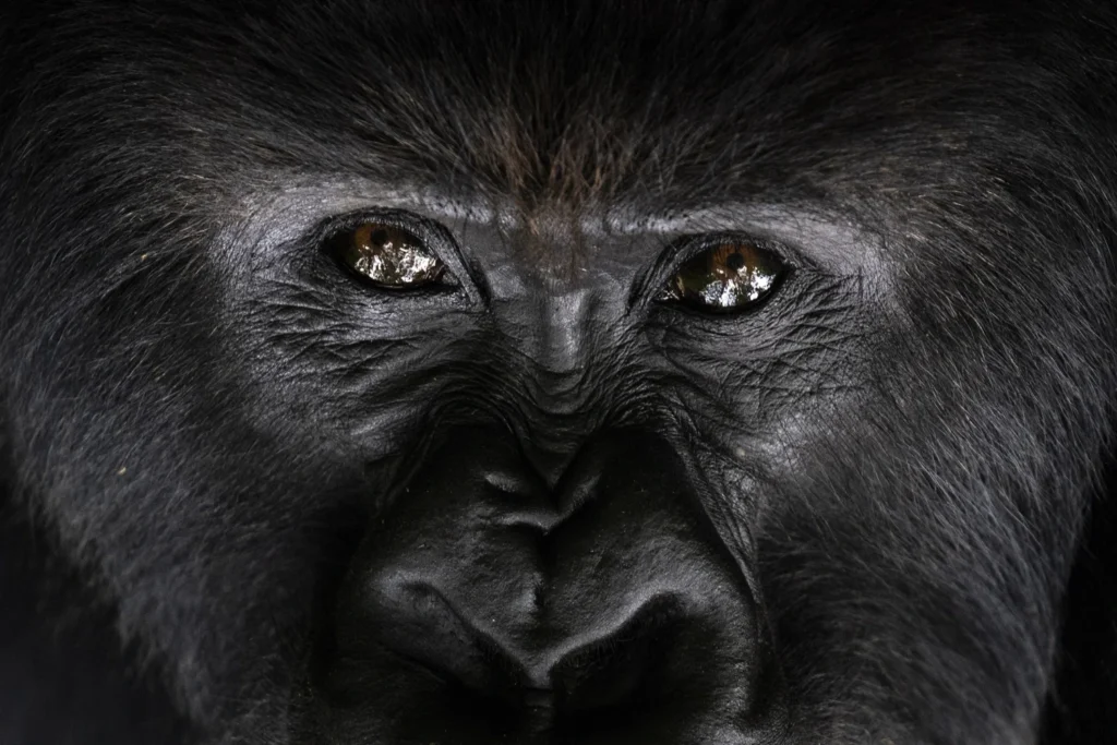 Mountain Gorilla