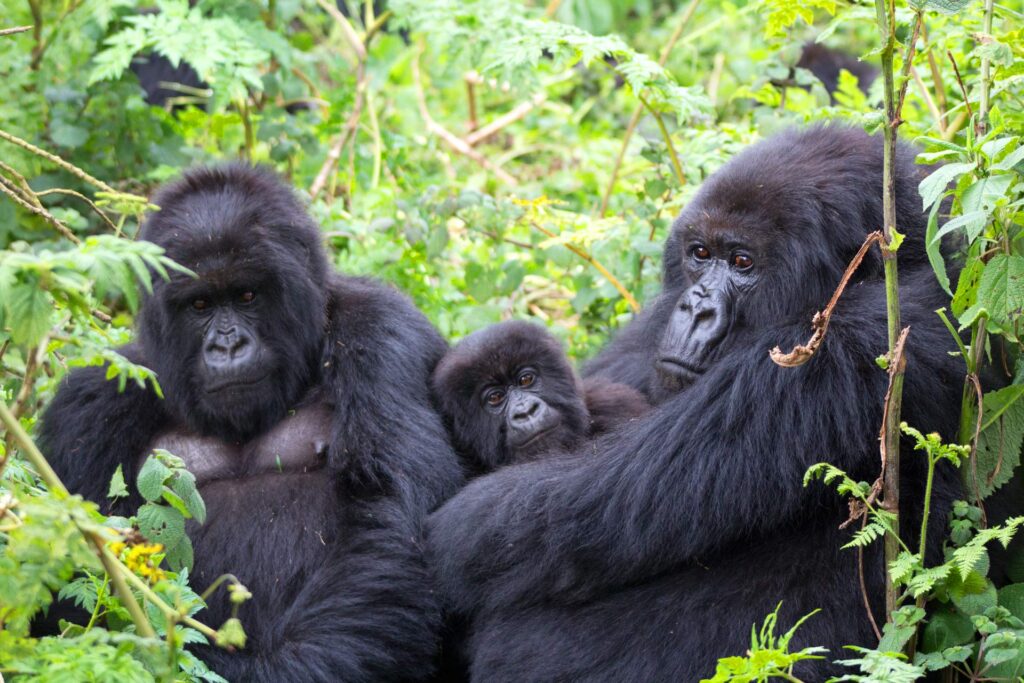 Where to See Mountain Gorillas in Uganda