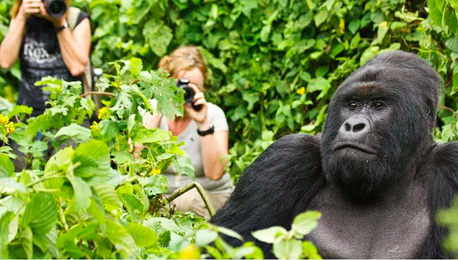Where to See Mountain Gorillas in Uganda