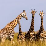 Attractions in Akagera National Park