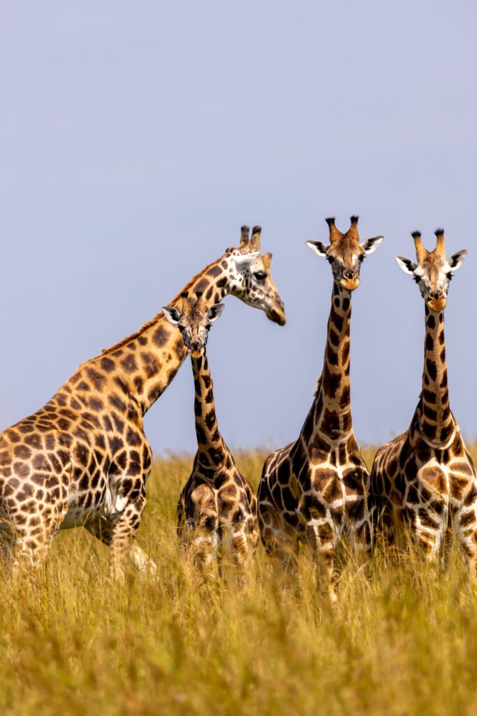 Attractions in Akagera National Park