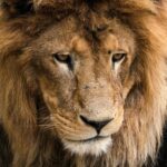 Where to See Lions in Uganda