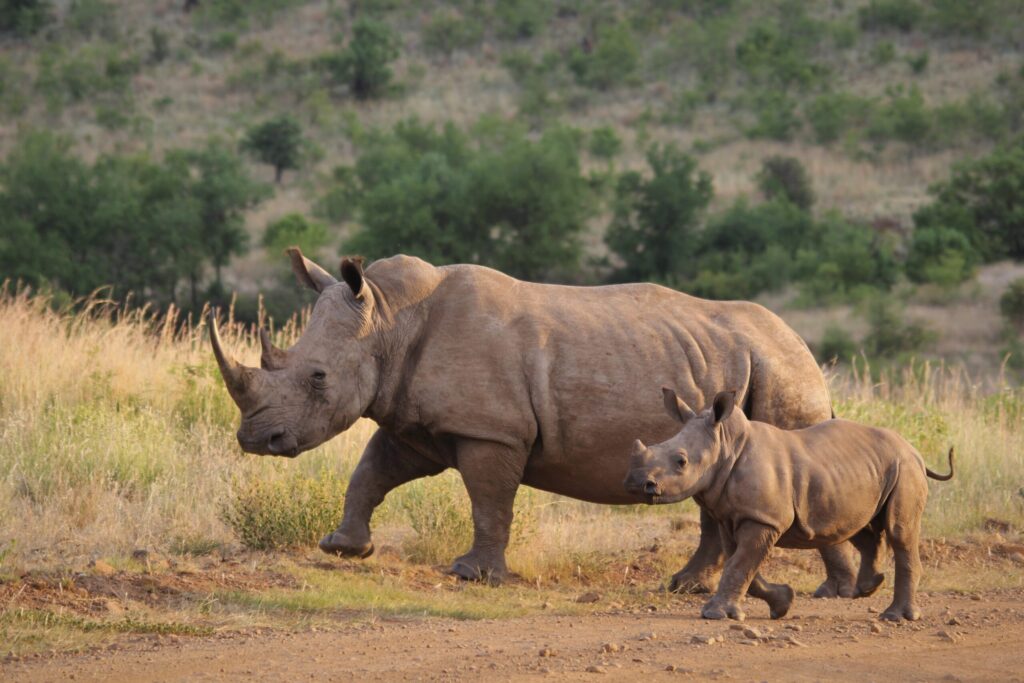 Ziwa Rhino Sanctuary