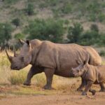 Ziwa Rhino Sanctuary