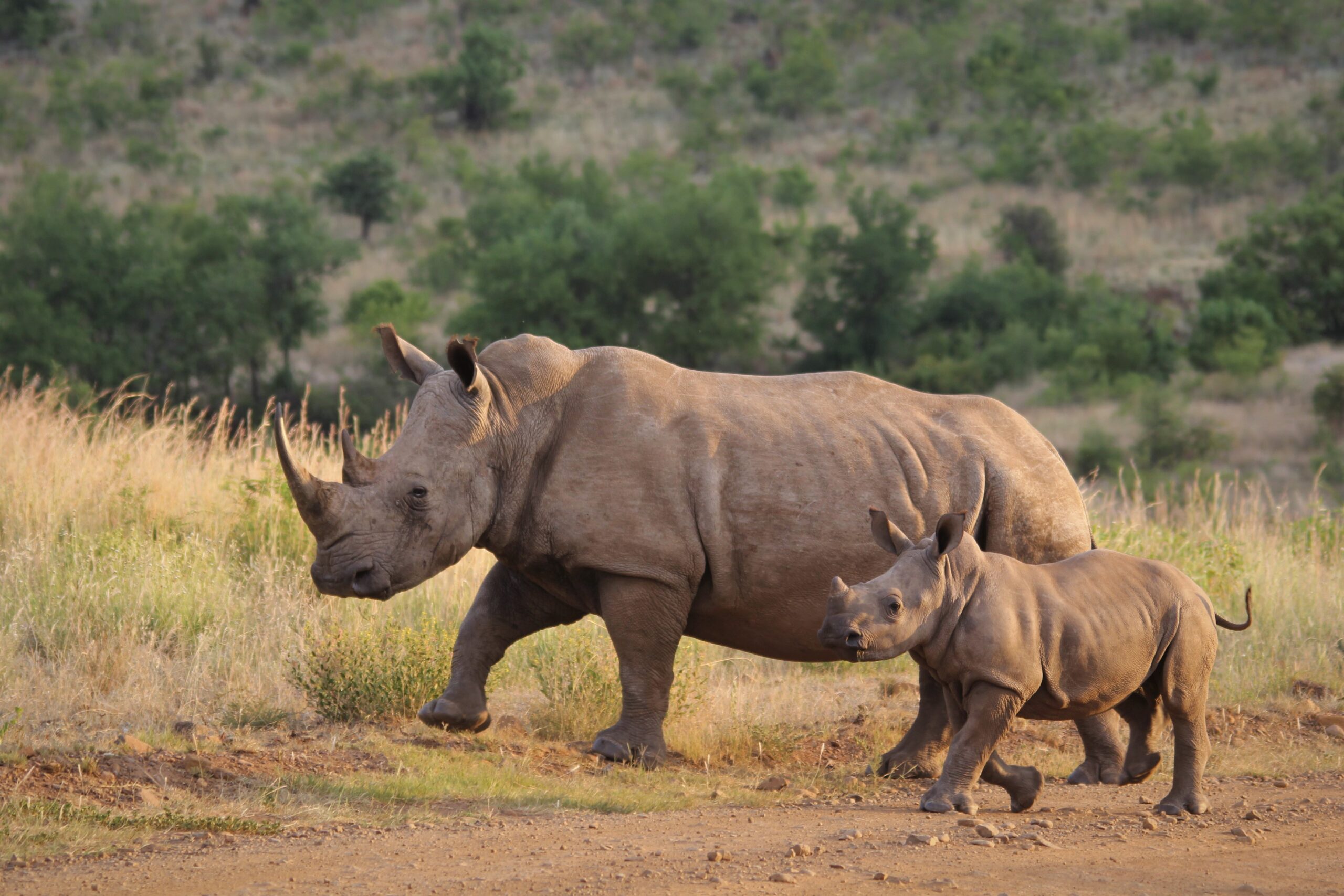 Ziwa Rhino Sanctuary