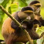 Golden Monkey Trekking in Uganda