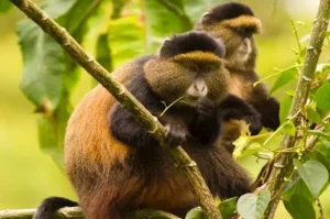 Golden Monkey Trekking in Uganda
