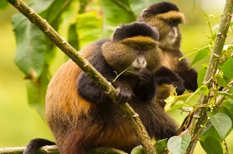 Golden Monkey Trekking in Uganda