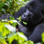 3 Days Gorilla Habituation