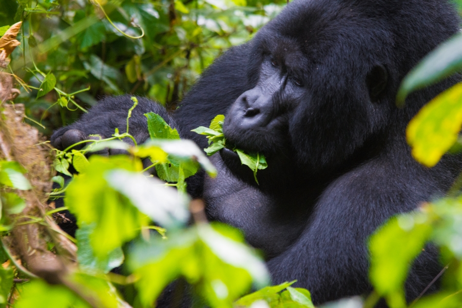 Where to See Mountain Gorillas 