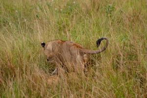 5 Days Uganda