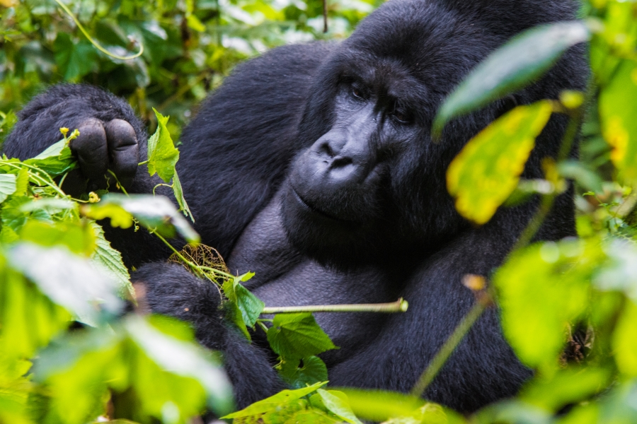 Gorilla Habituation