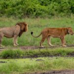 Best Africa Trips