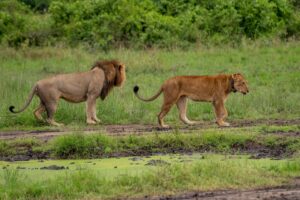 Best Africa Trips
