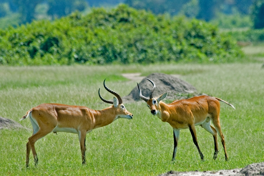 3 Days Uganda
