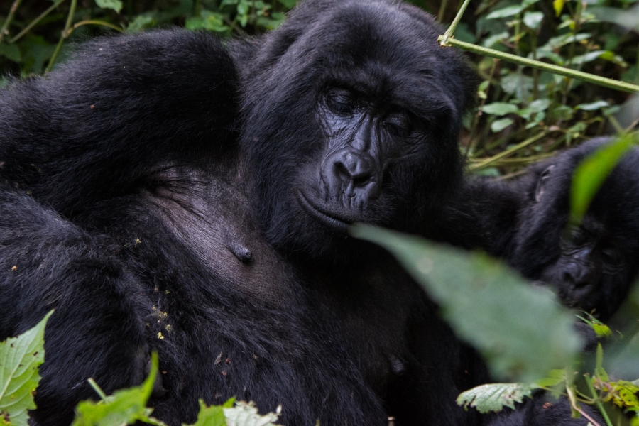 10 Days Rwanda and Uganda
