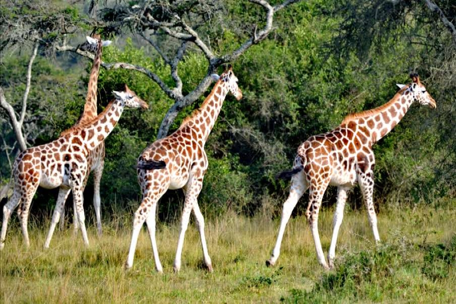 Walking Safari