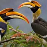 4 Days Birding Safari
