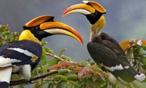 4 Days Birding Safari