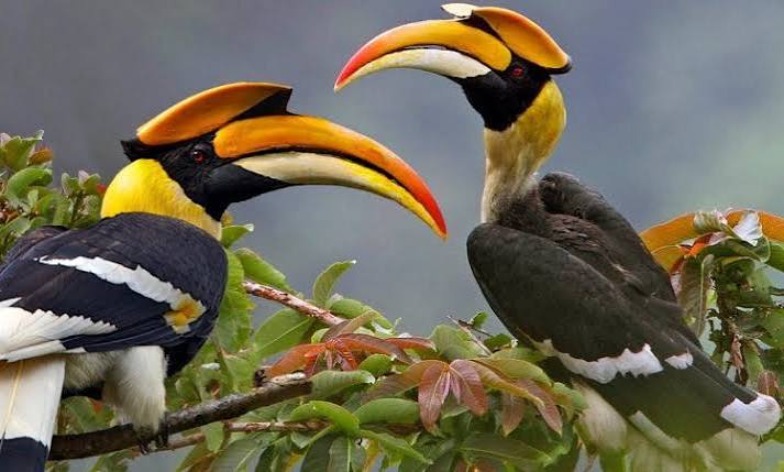 4 Days Birding Safari