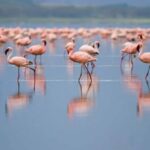 Meru National Park