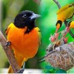 13 Days Uganda Birding
