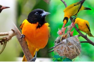 13 Days Uganda Birding