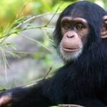 Chimpanzee Trekking
