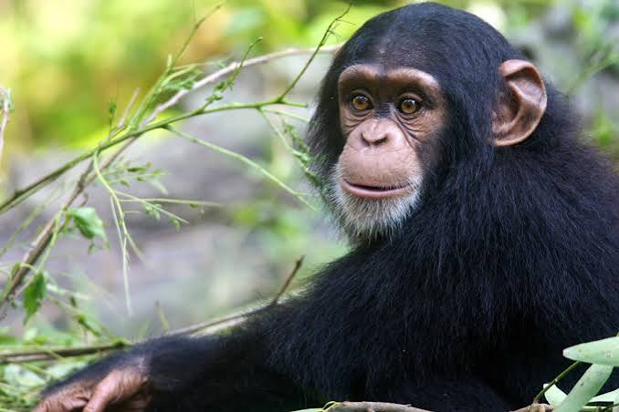 Chimpanzee Trekking